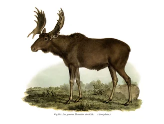 Élan, 1860